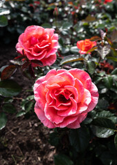 Garden Rose, Breeding Variety 'Candelabra'