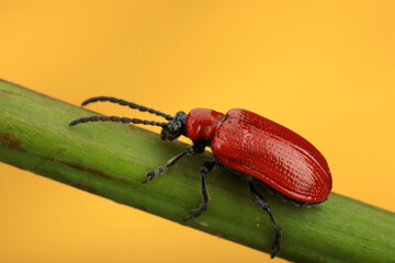 Lilac chimpanzee on a twig