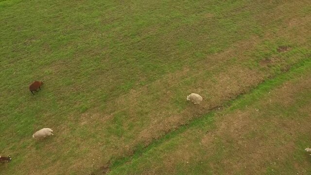 Droneshots of sheeps in the fields of Holland