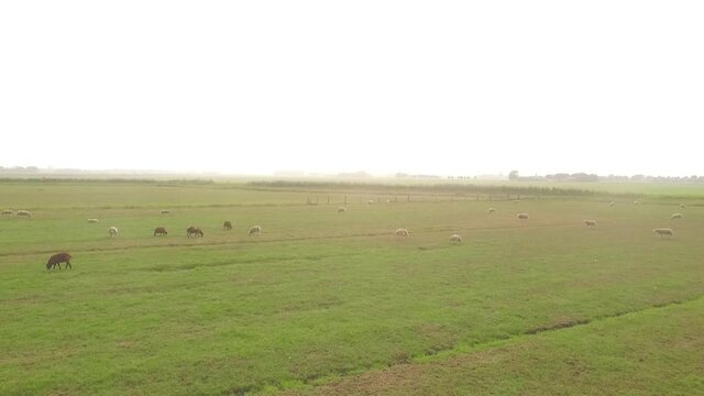 Droneshots of sheeps in the fields of Holland