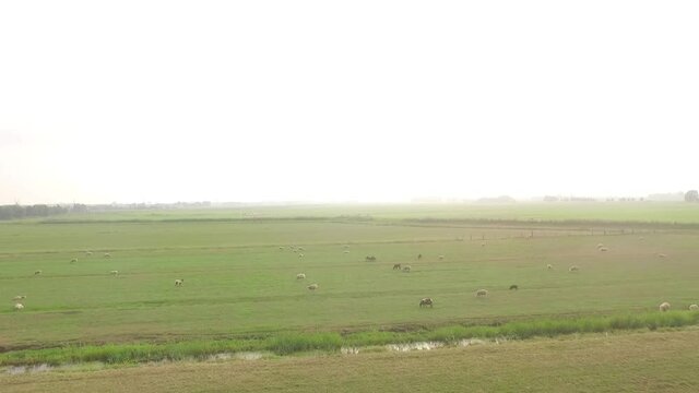 Droneshots of sheeps in the fields of Holland