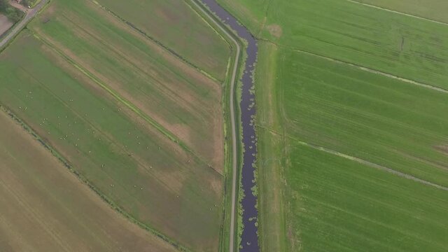 Droneshots of sheeps in the fields of Holland