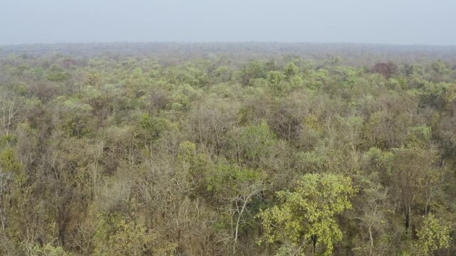 Dry deciduous forest of Central India