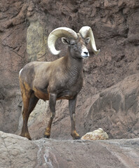 Bighorm Mountain Sheep Ram