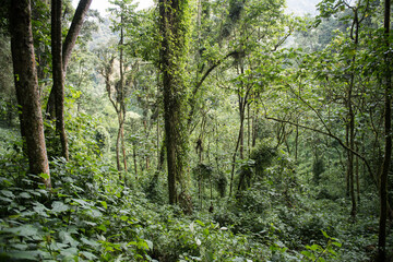 Fototapeta na wymiar Tropical Forest in Bwindi Impenetrable Forest National Park, Uganda