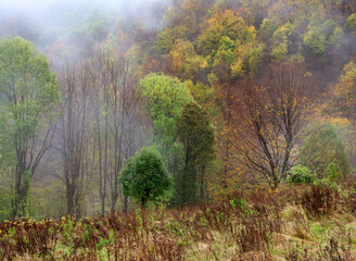 Forest landscape with trees in the autumn forest. Colorful forest nature scene