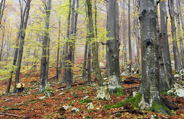 Forest landscape with trees in the autumn forest. Colorful forest nature scene