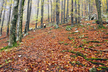 Forest landscape with trees in the autumn forest. Colorful forest nature scene