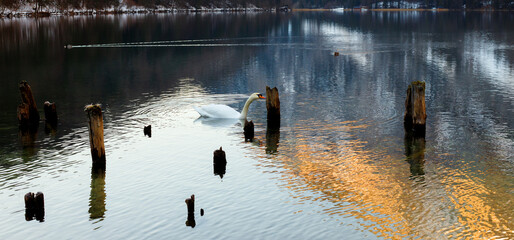 beautiful swan on lake in the mountains in winter with snow in the evening