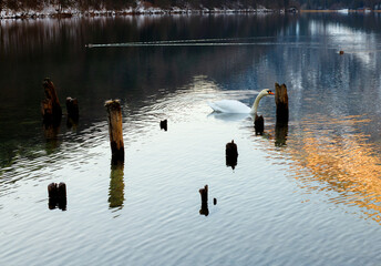 beautiful swan on lake in the mountains in winter with snow in the evening