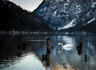 beautiful swan on lake in the mountains in winter with snow in the evening