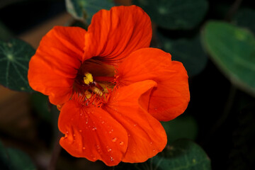 The flower of a monks cress (garden nasturtium)