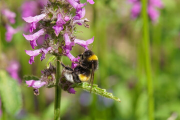 A bumblebee pollinating a purple betony
