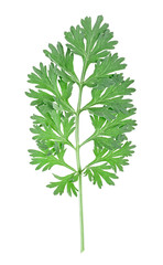 Sprig of medicinal wormwood isolated on a white background, top view. Sagebrush sprig. Absinthe wormwood.