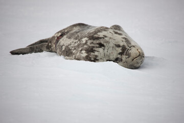 Atarctic sleeping leopard seal close up on a cloudy winter day