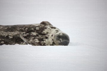Atarctic sleeping leopard seal close up on a cloudy winter day