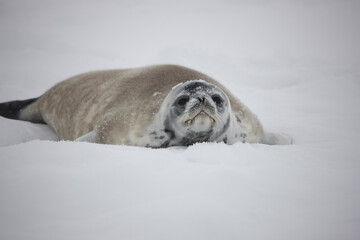 Antarctica crab seal close up on a cloudy winter day