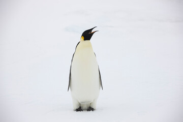 Obraz premium Antarctica emperor penguin close up on a cloudy winter day