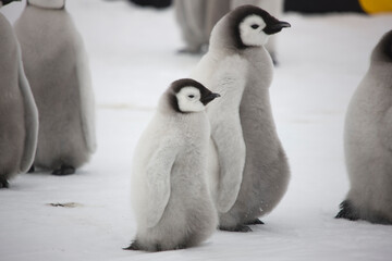 Antarctica emperor penguin chicks on a cloudy winter day