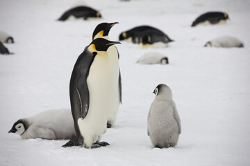 Fototapeta na wymiar Antarctica emperor penguin chick with parents on a cloudy winter day