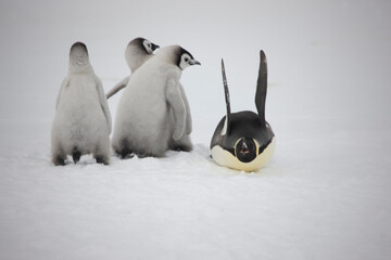 Antarctica school for the emperor penguin on a cloudy winter day