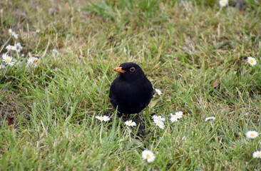 A male blackbird, Turdus merula, on green grass.