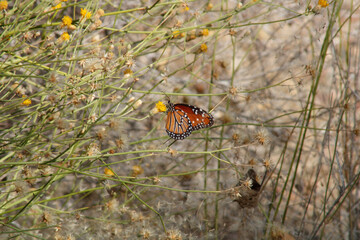 Fototapeta na wymiar Queen butterfly mimics a monarch eating sweetbrush