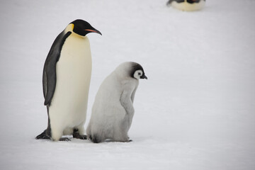 Naklejka na ściany i meble Antarctica emperor penguin chick with parents on a cloudy winter day