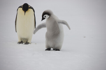 Obraz premium Antarctica emperor penguin chick with parents on a cloudy winter day