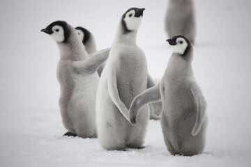 Antarctica emperor penguin chicks on a cloudy winter day