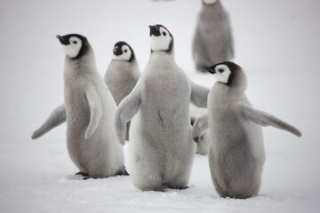 Antarctica emperor penguin chicks on a cloudy winter day