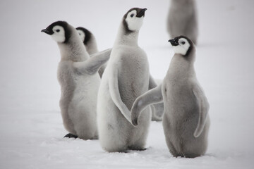 Antarctica emperor penguin chicks on a cloudy winter day