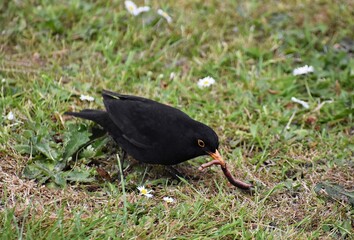 A male blackbird, Turdus merula, with a worm in its beak.