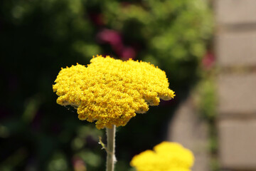 yarrow yellow flowers in the garden