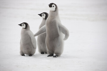 Fototapeta premium Antarctica emperor penguin chicks on a cloudy winter day