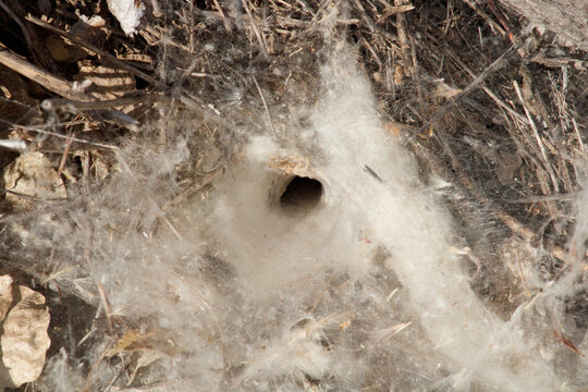 Funnel spider web in dry brush