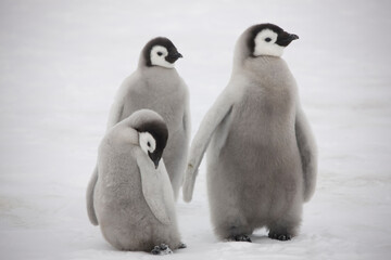 Antarctica emperor penguin chicks on a cloudy winter day