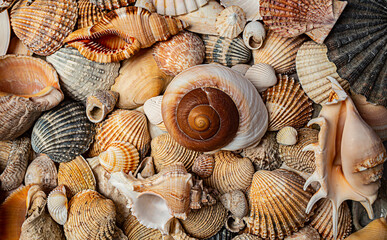 Panele Szklane  sea shells a textured background