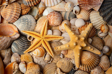 sea shells a textured background