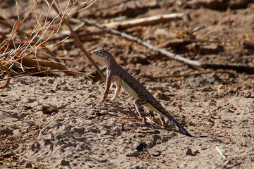 Lizard in the desert with colorful belly
