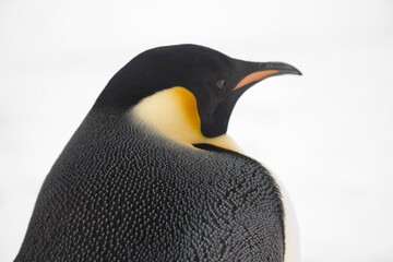 Antarctica portrait of an emperor penguin close up on a cloudy winter day - obrazy, fototapety, plakaty