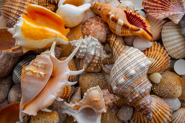 sea shells a textured background