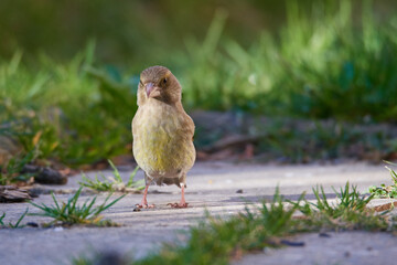 Grünfink Weibchen bei der Futtersuche
