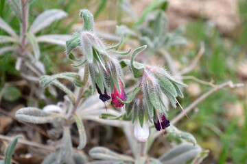 Pulmonaria officinalis, closed pink and purple flowers, hairy petals, photographed in Iraqi Kurdistan