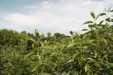 leaves of cherry bush in the heat of the day 