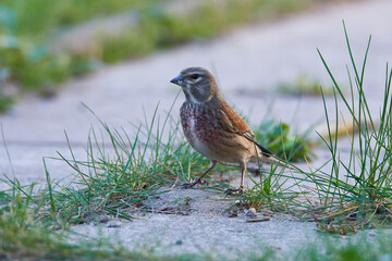 Bluthänfling Männchen im Frühjahr in der Oberlausitz