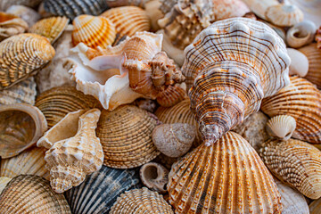 sea shells a textured background