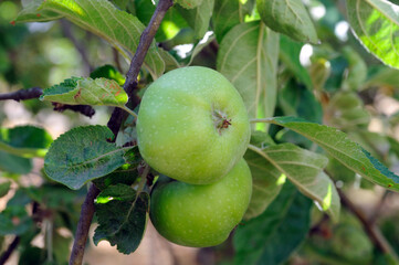 green apples on the tree on a background of green leaves