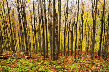Fototapeta premium Autumn landscape in the Carpathians Range, Romania, Europe