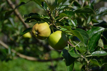 two unripe, green apples on a tree branch, next to green leaves
